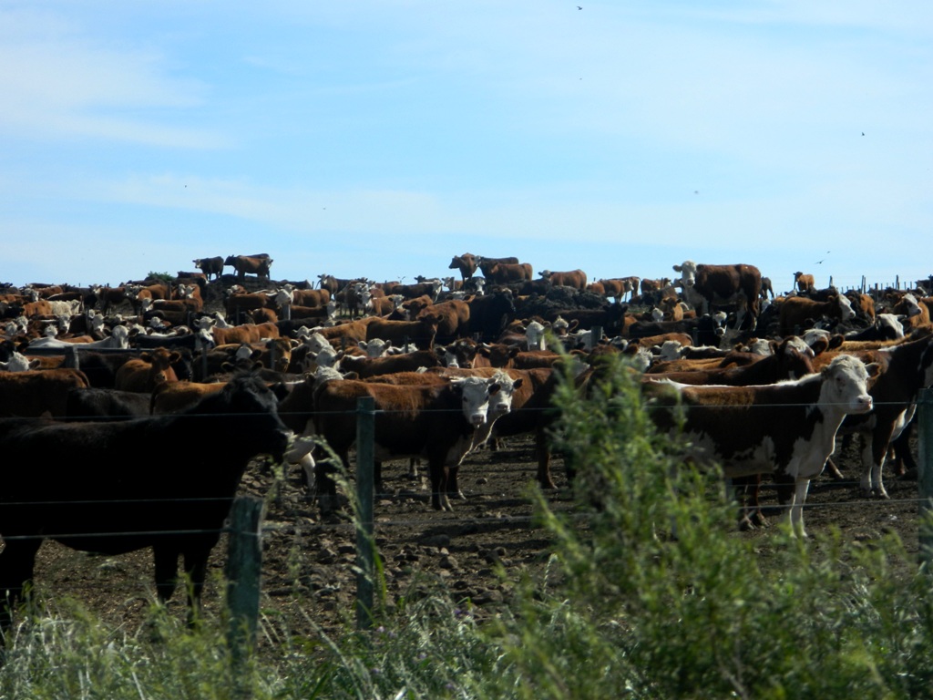 vacas