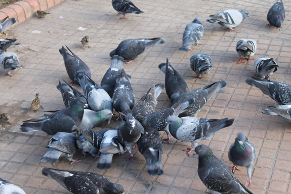 30wpalomas